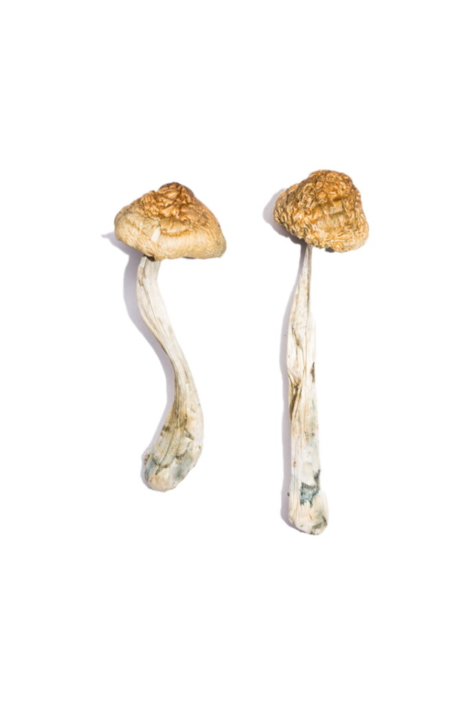 MCKENNAII CUBENSIS STRAIN FOR SALE CALIFORNIA 