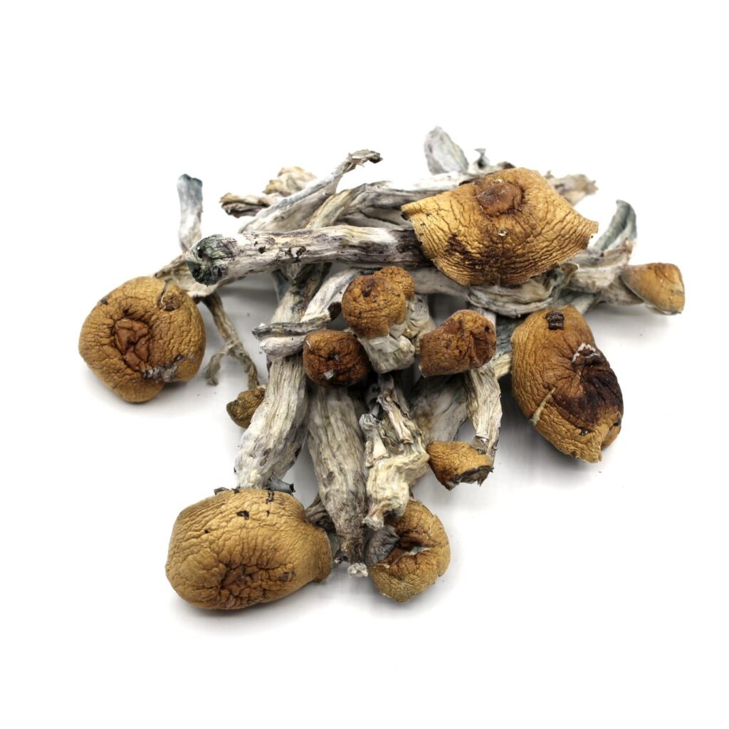 BUY PENIS ENVY MUSHROOM ONLINE CALIFORNIA