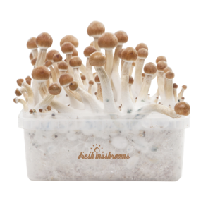 Buy Fresh Mushrooms grow kit B+ Online Near Me
