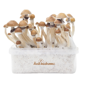 Fresh Mushrooms Grow kit McKennaii for sale California