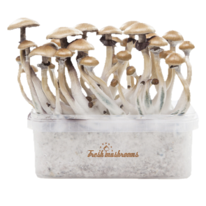 Fresh Mushrooms grow kit Golden Teacher For Sale Online California