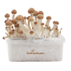Buy Fresh Mushrooms grow kit Amazon Online California