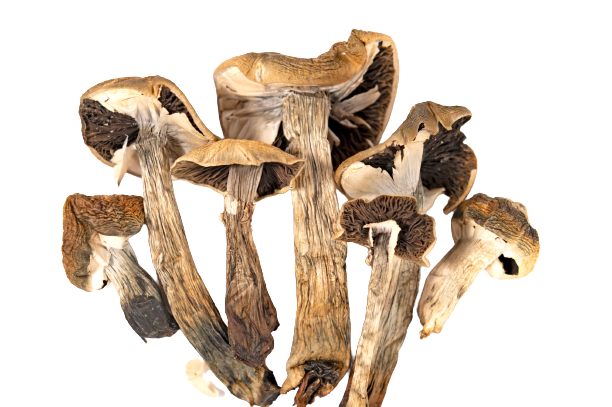 B+ Cubensis For Sale