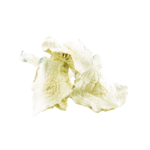 ALBINO A+ MUSHROOM STRAIN FOR SALE CALIFORNIA